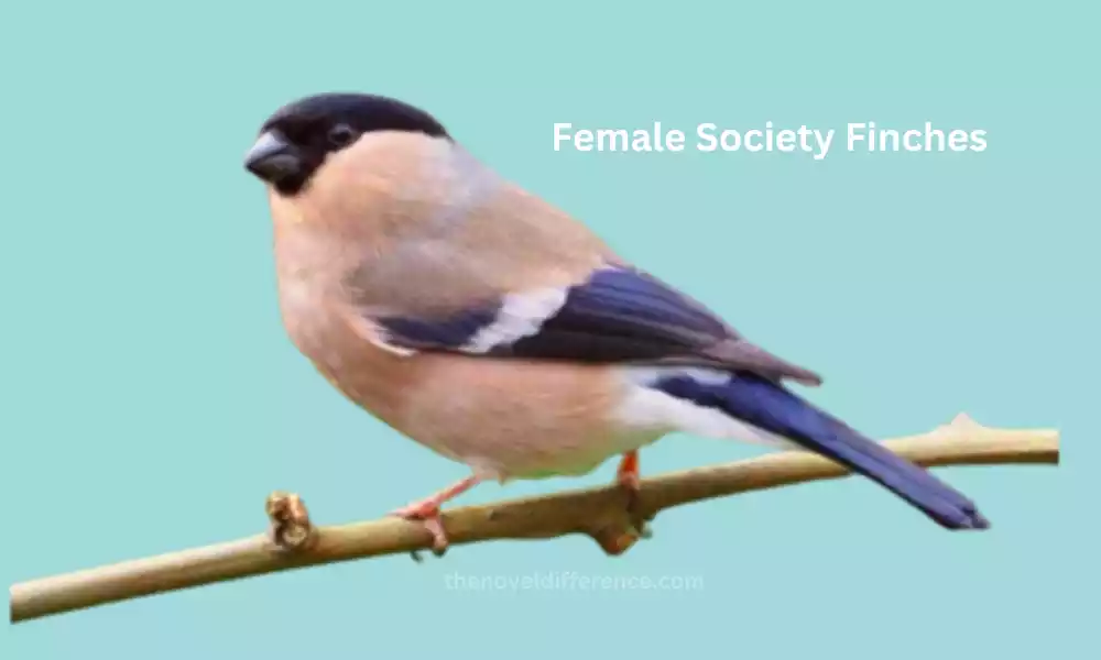 Female Society Finches