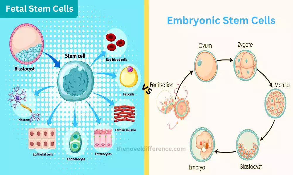 Difference Between Fetal and Embryonic Stem Cells