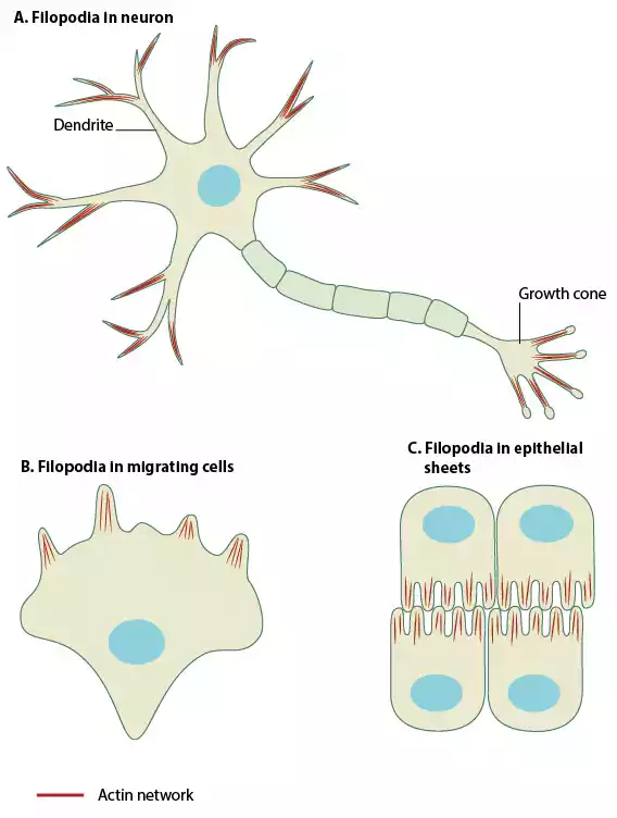 Filopodia