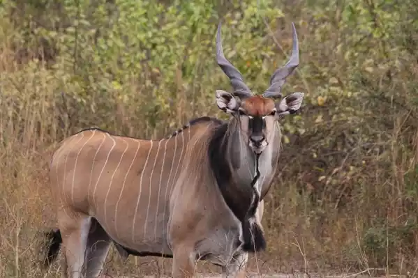 Giant Eland