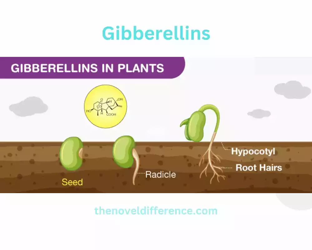 Gibberellins