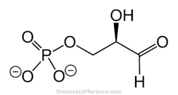 Glyceraldehyde 3-phosphate