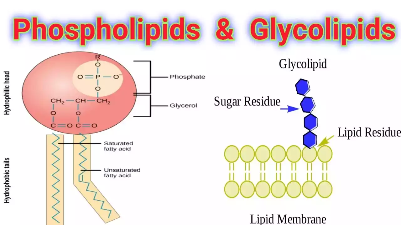 Difference Between Glycolipids and Phospholipids