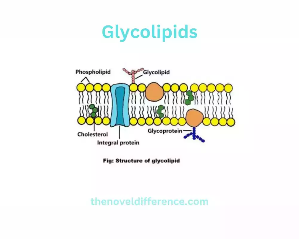 Glycolipids