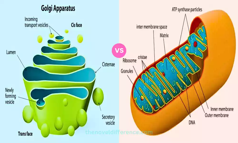 Difference Between Golgi Bodies and Mitochondria