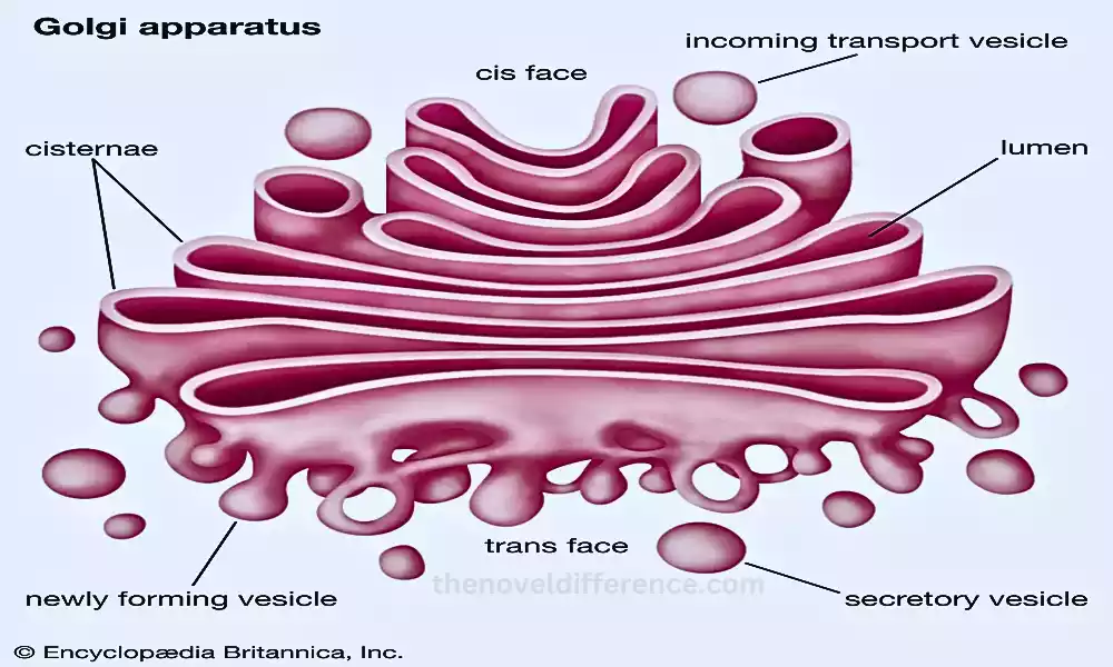 Golgi Bodies