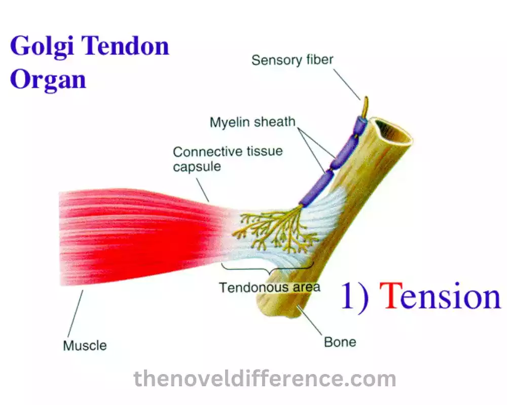 Golgi Tendon Organ