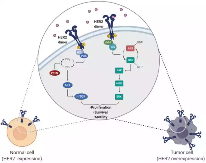 HER2 (Human Epidermal Growth Factor Receptor 2)