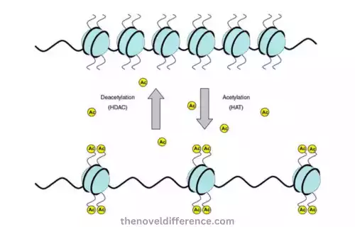 Histone Acetylation