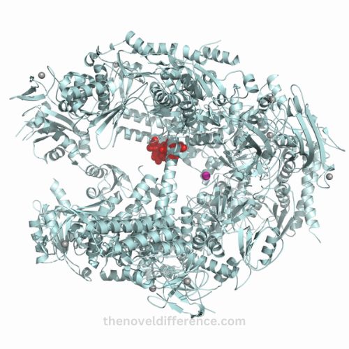 Hydrolase and Transferase