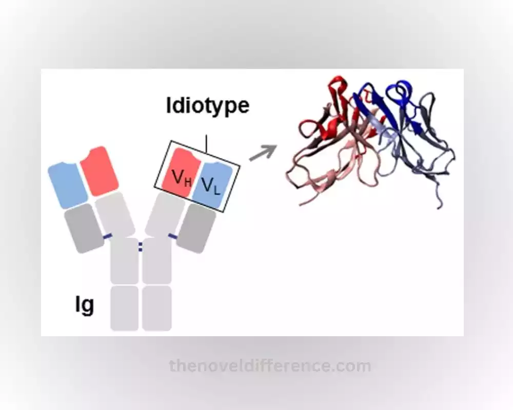 Idiotype