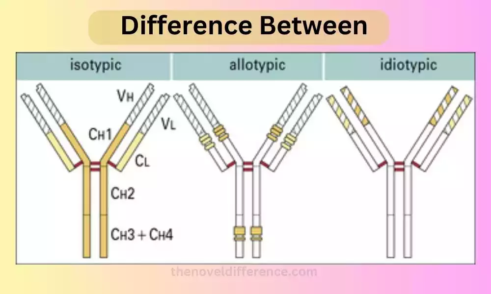 Difference Between Isotype Allotype and Idiotype