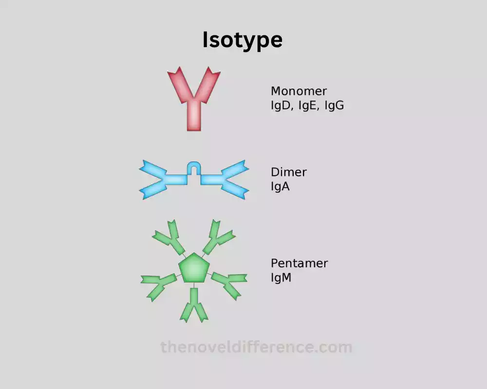 Isotype