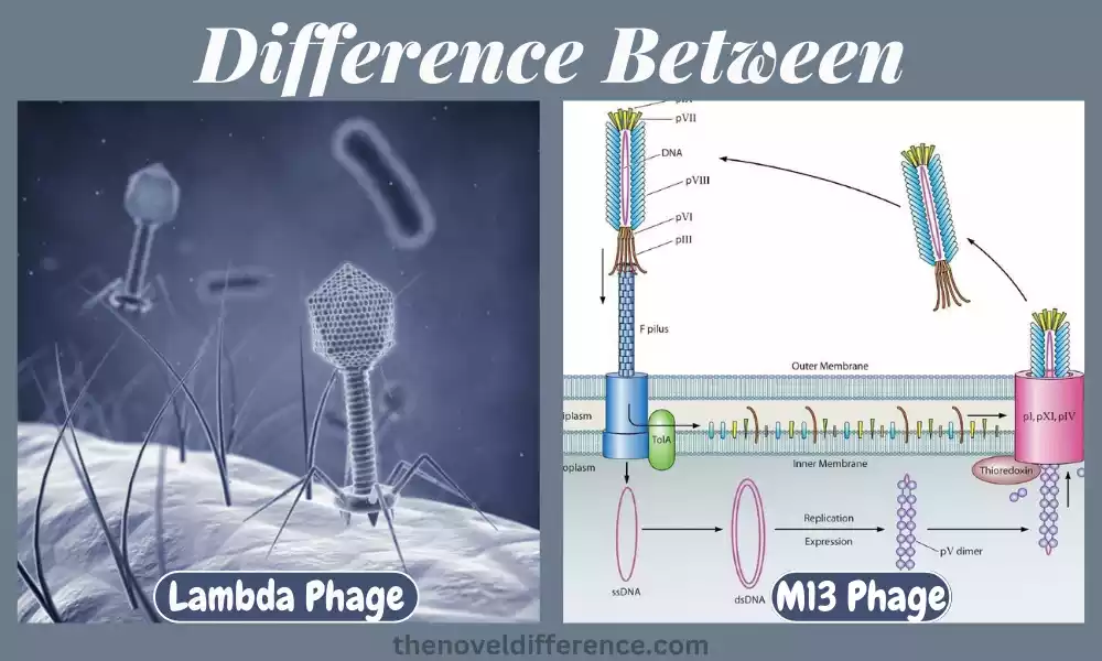 Difference Between Lambda Phage and M13 Phage