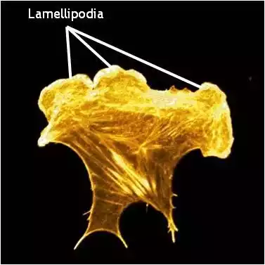 Lamellipodia