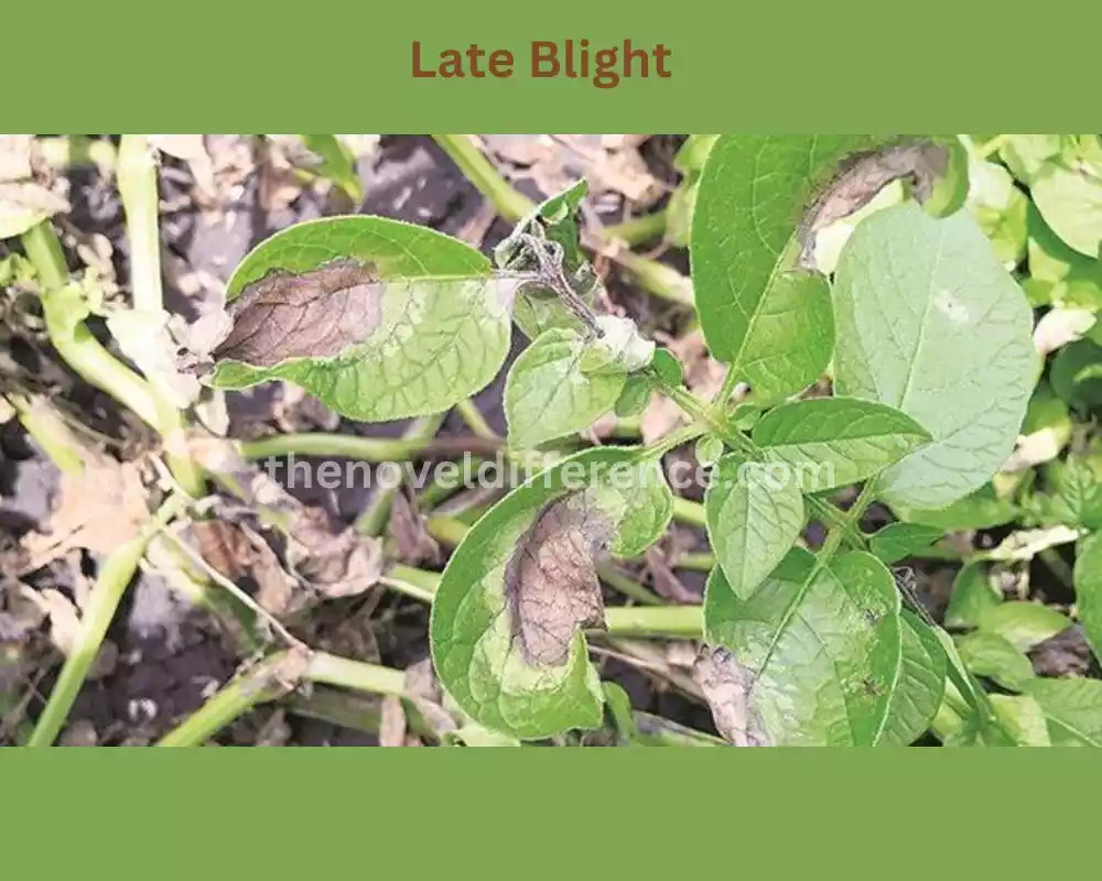 Late Blight