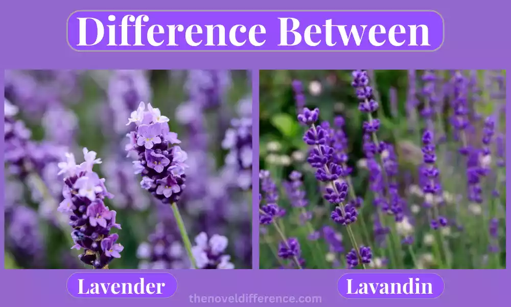 Lavandin and Lavender 7 best Difference