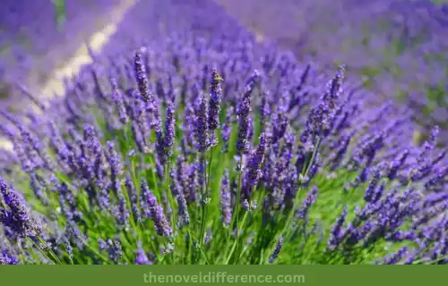 Lavender (Lavandula)