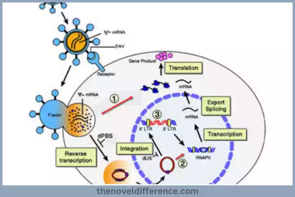 Lentivirus