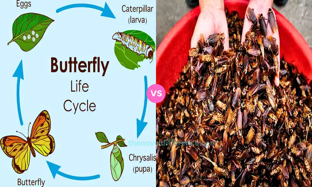 Difference Between Life Cycle of Butterfly and Cockroach