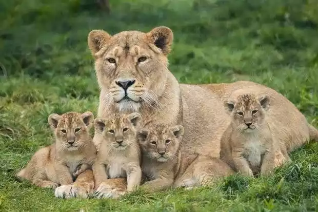 Life Cycle of Lions