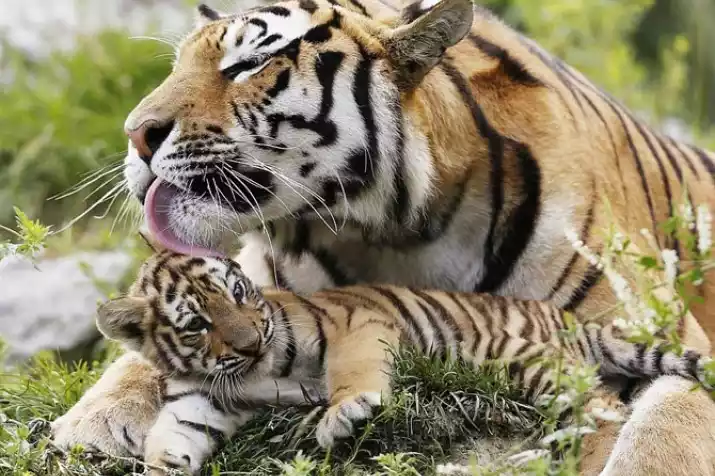 Life Cycle of Tiger