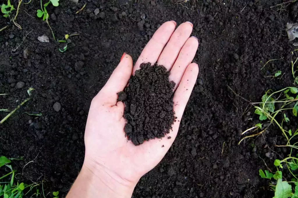 Loamy Soil