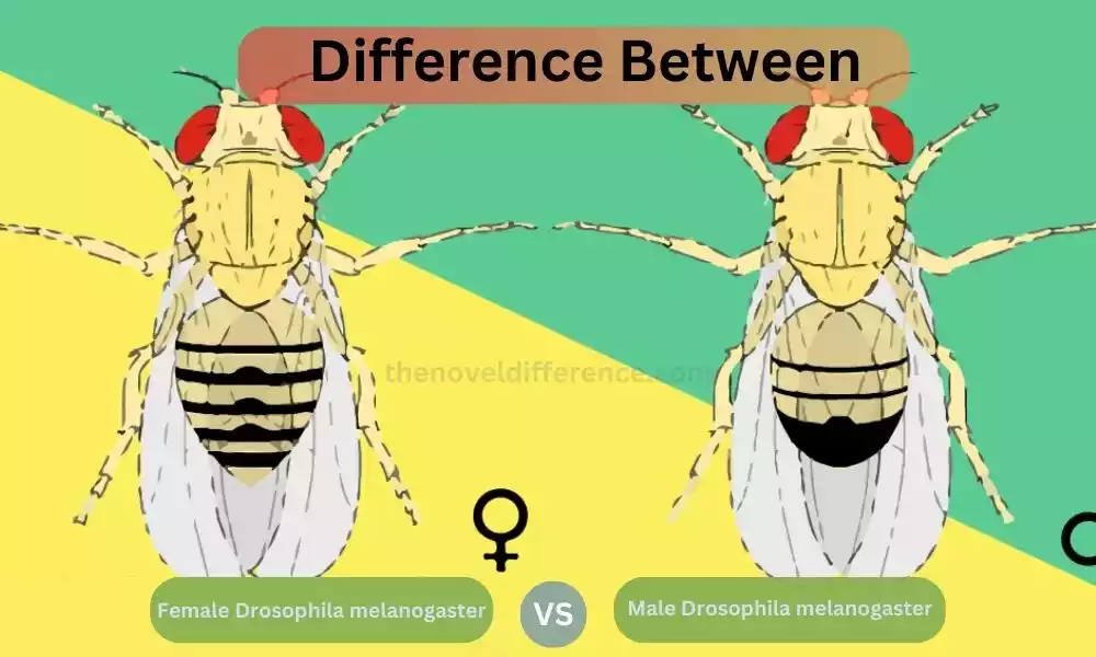 Difference Between Male and Female Drosophila melanogaster