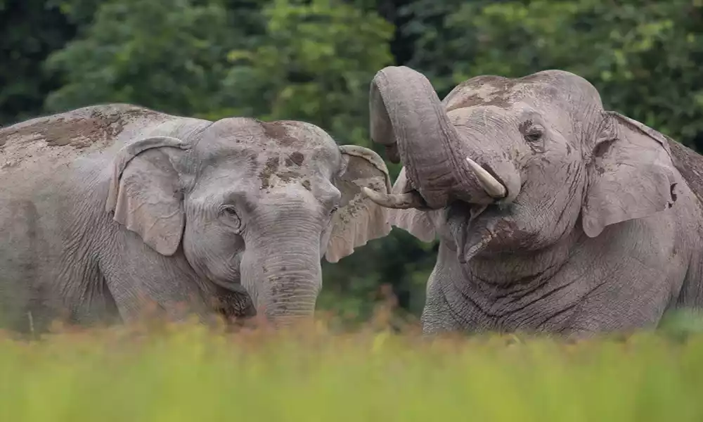 Difference Between Male and Female Elephants