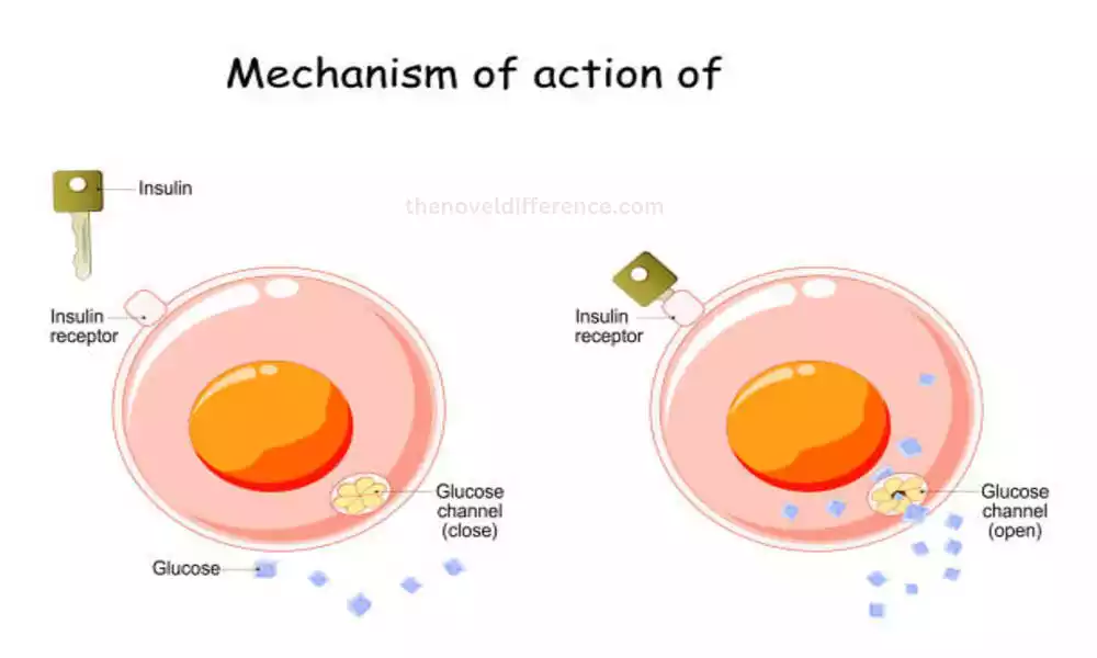 Mechanism of action