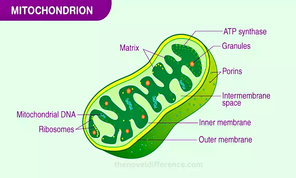 Mitochondria