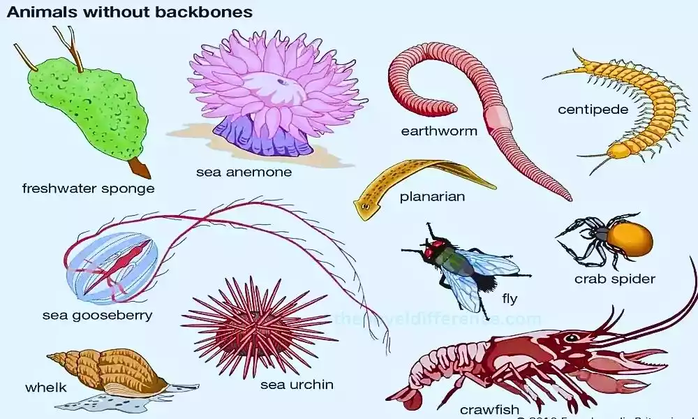 Non-Chordates