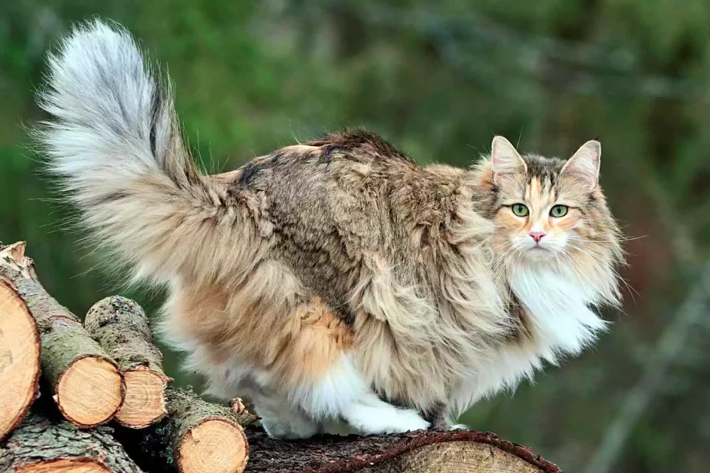 Norwegian Forest Cat