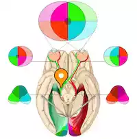 Optic Tract