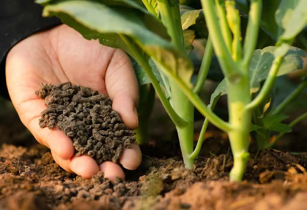 Difference Between Organic and Bio Fertilizer