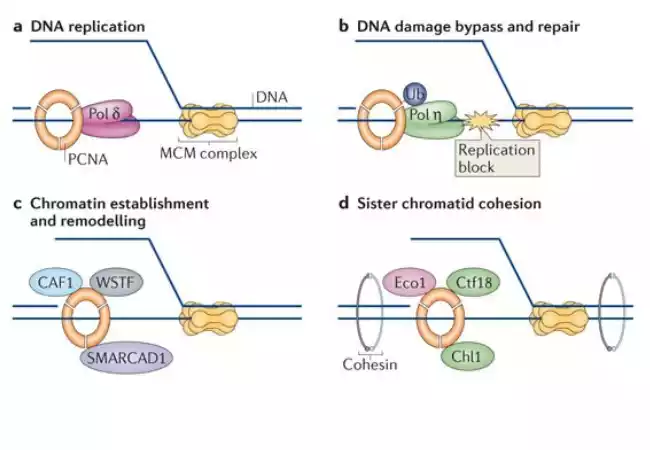 PCNA (Proliferating Cell Nuclear Antigen)