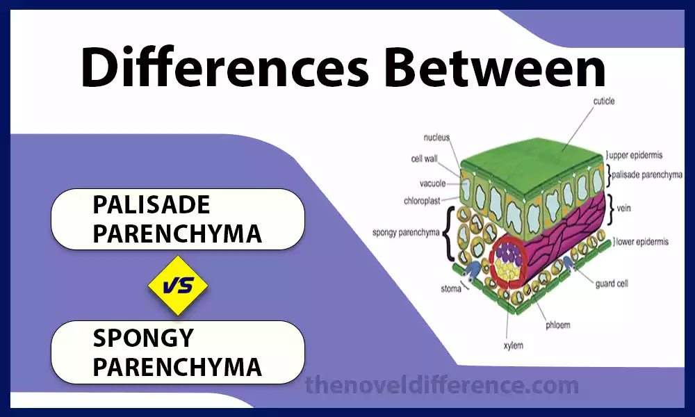 Difference Between Palisade Parenchyma and Spongy Parenchyma