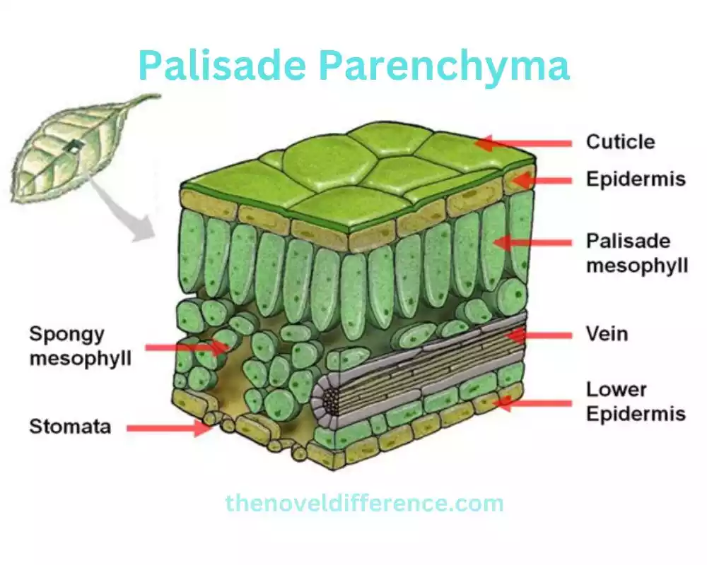 Palisade Parenchyma