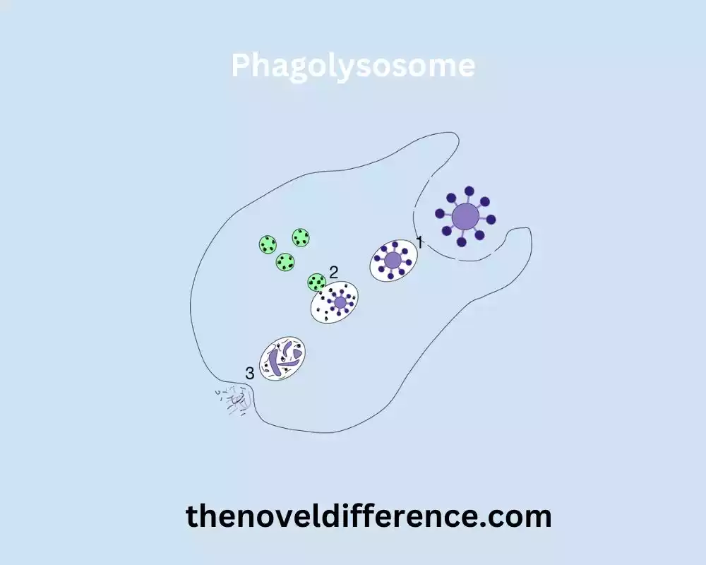 Phagolysosome