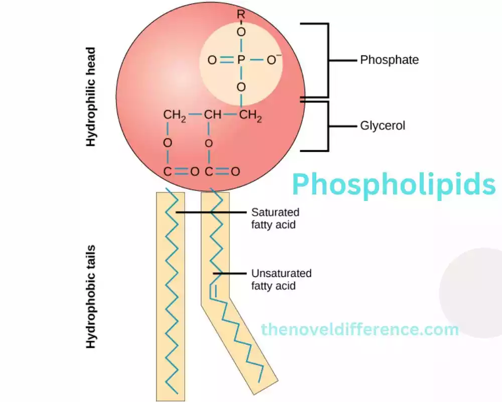 Phospholipids