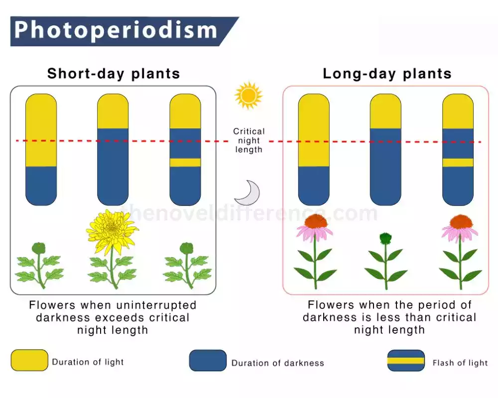 Photoperiodism