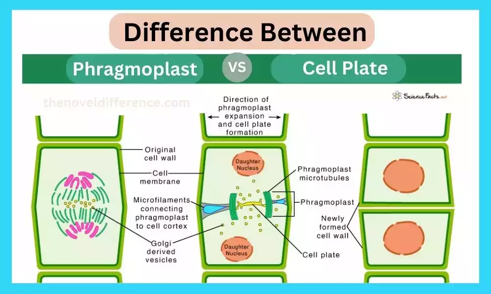 Difference Between Phragmoplast and Cell Plate