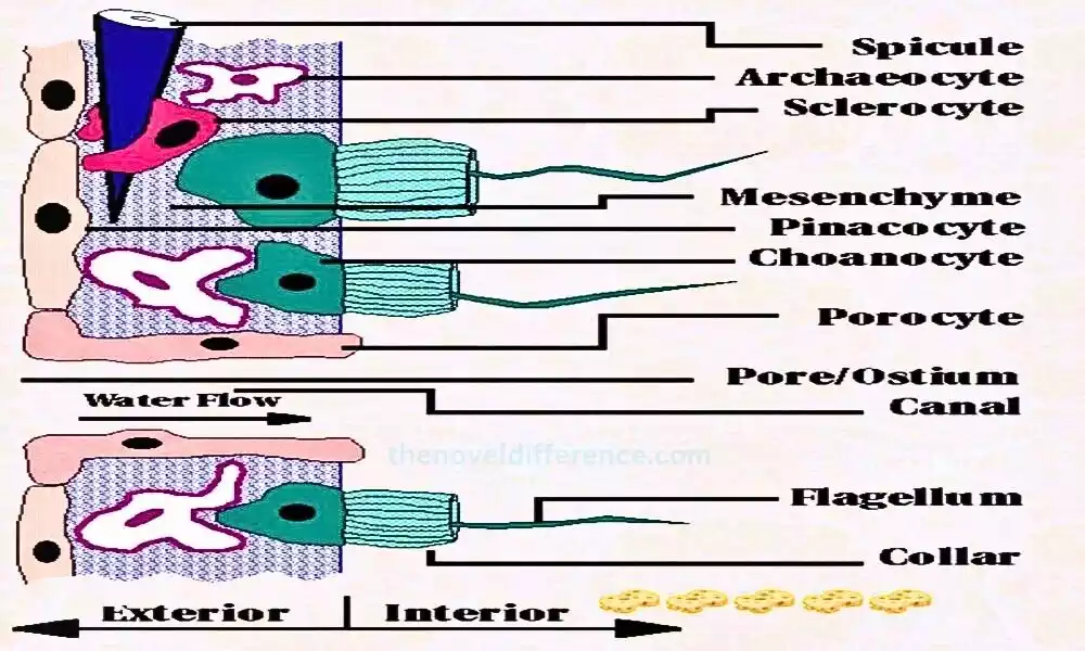 Pinacocytes