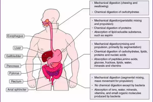 Primary Peristalsis