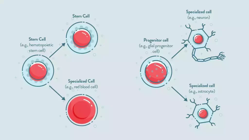 Progenitor Cells