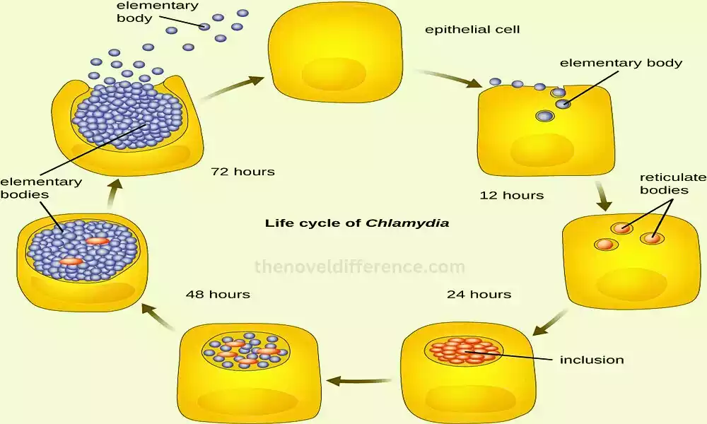 Proteobacteria