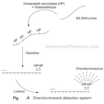 Nonradioactive Probes