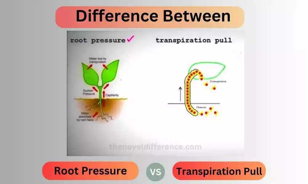 Difference Between Root Pressure and Transpiration Pull