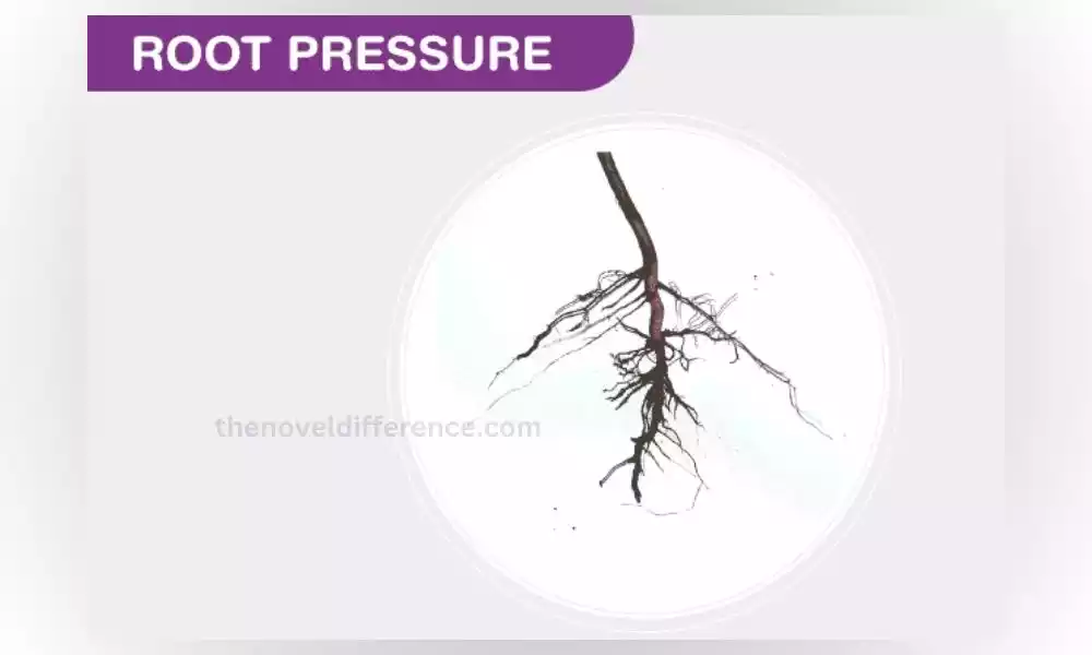 Root Pressure