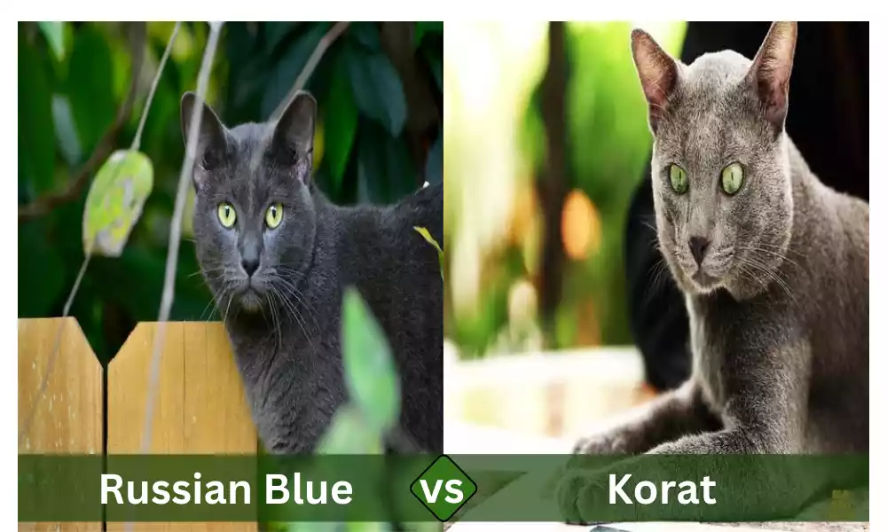 Between Russian Blue and Korat the top 11 difference